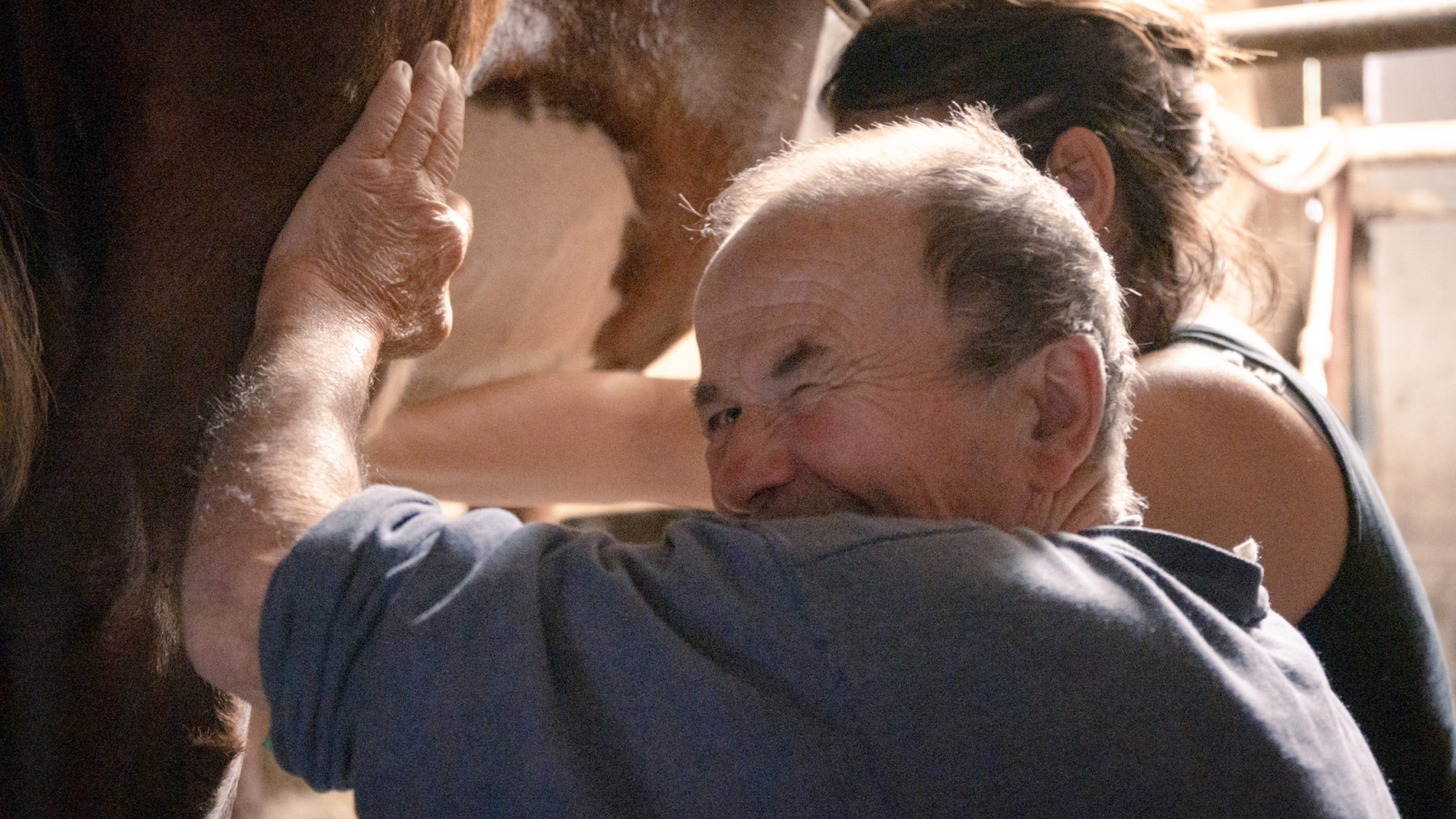 La traite des vaches aux côtés du producteur, une tâche à découvrir