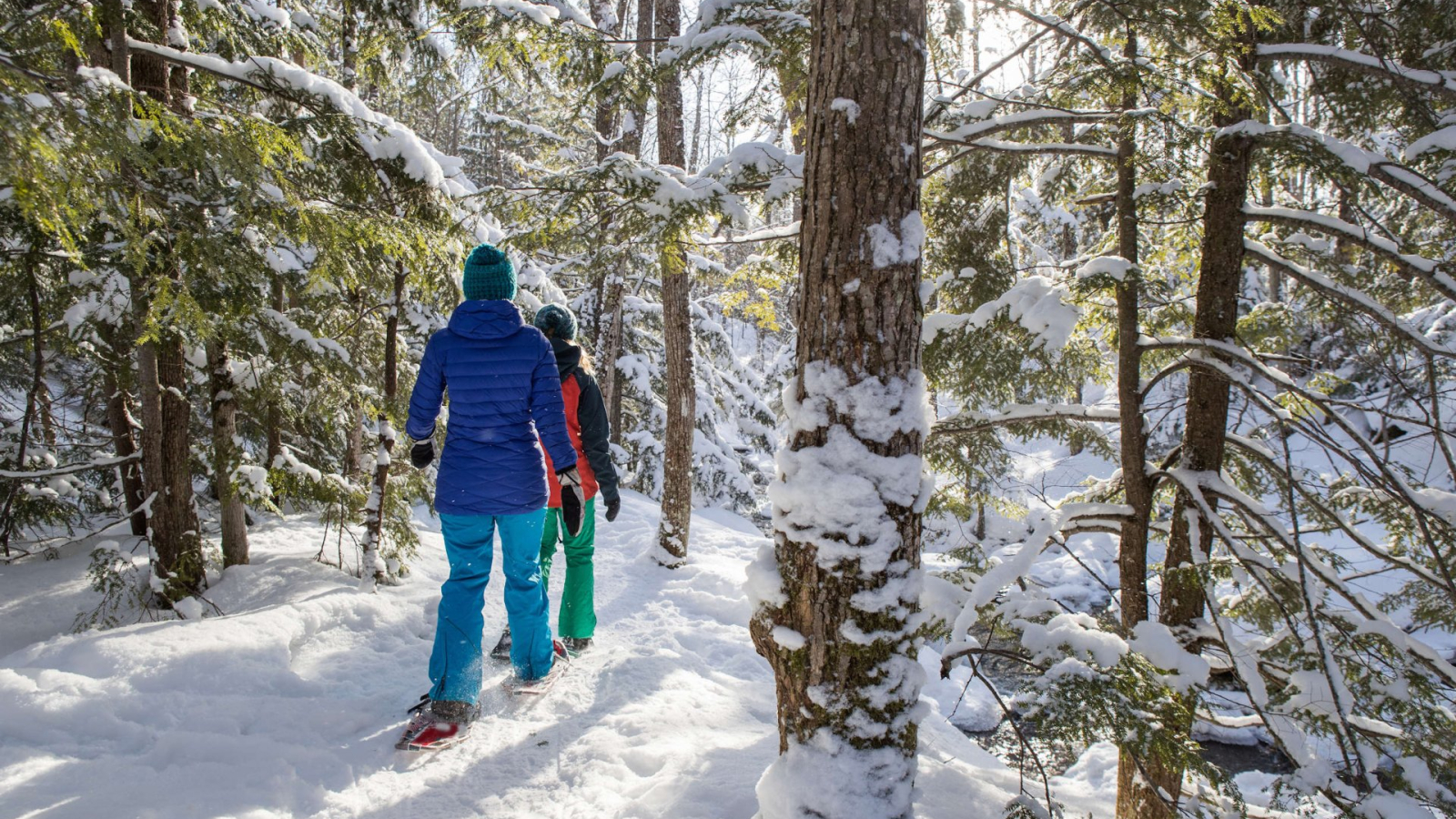 Balade en raquettes dans la forêt enneigée