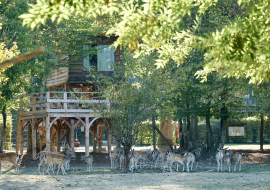 cabane Renne parc des cervidés