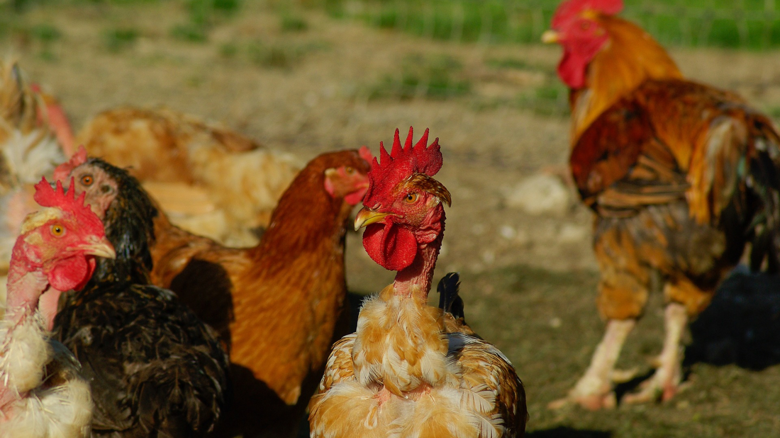 poules