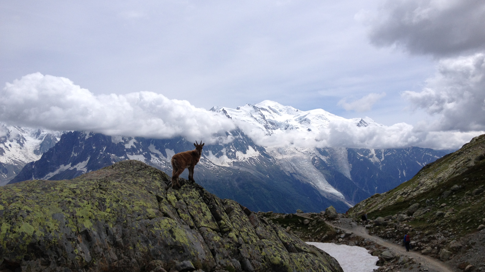 Chamoix sur le chemin du lac blanc