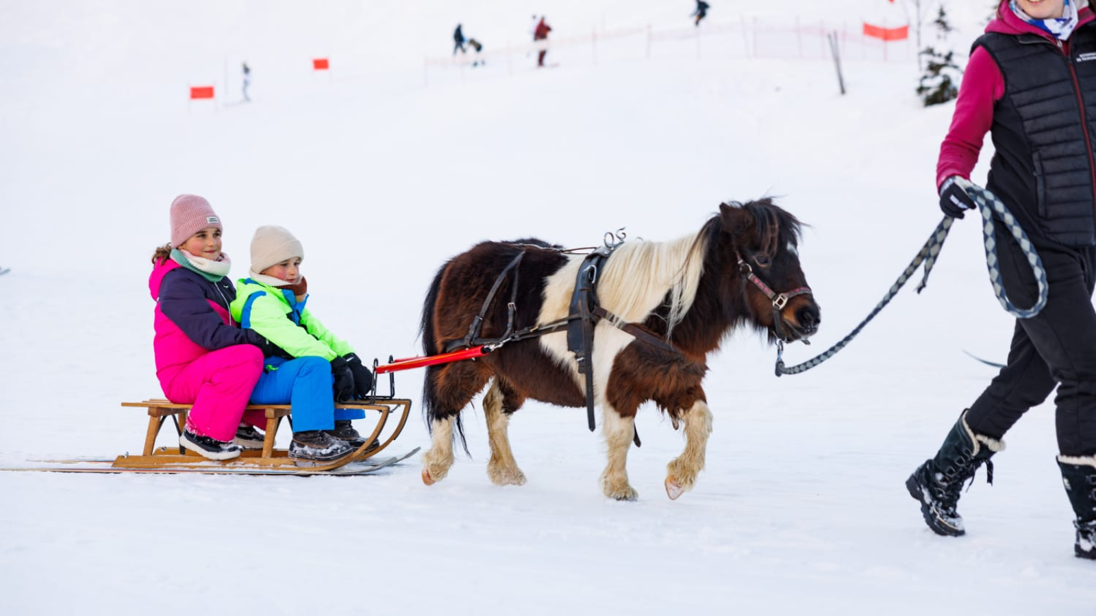 poney luge