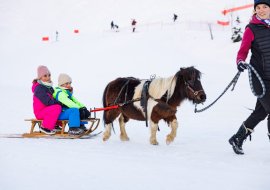 poney luge