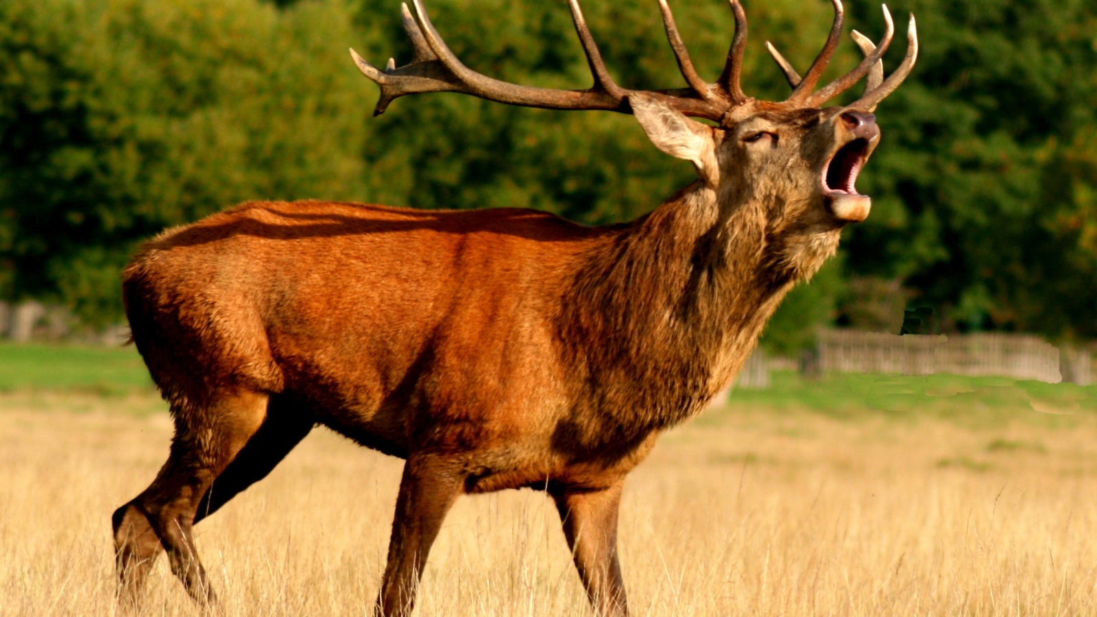 Sortie Brâme du Cerf