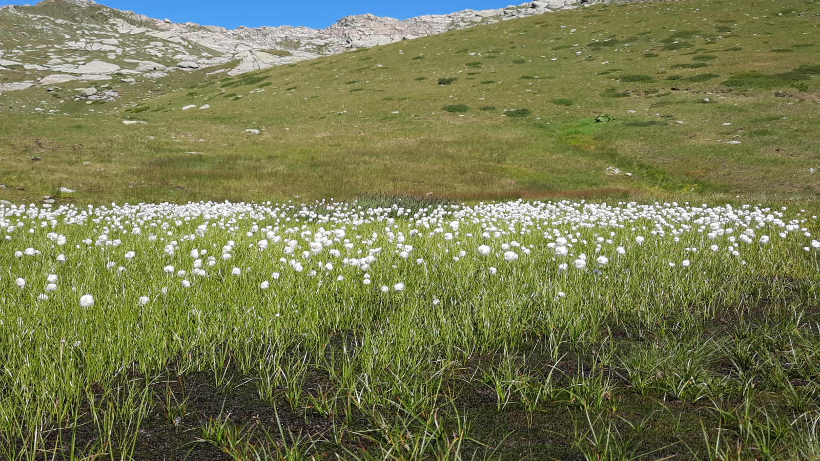 Champ de fleurs en montagne