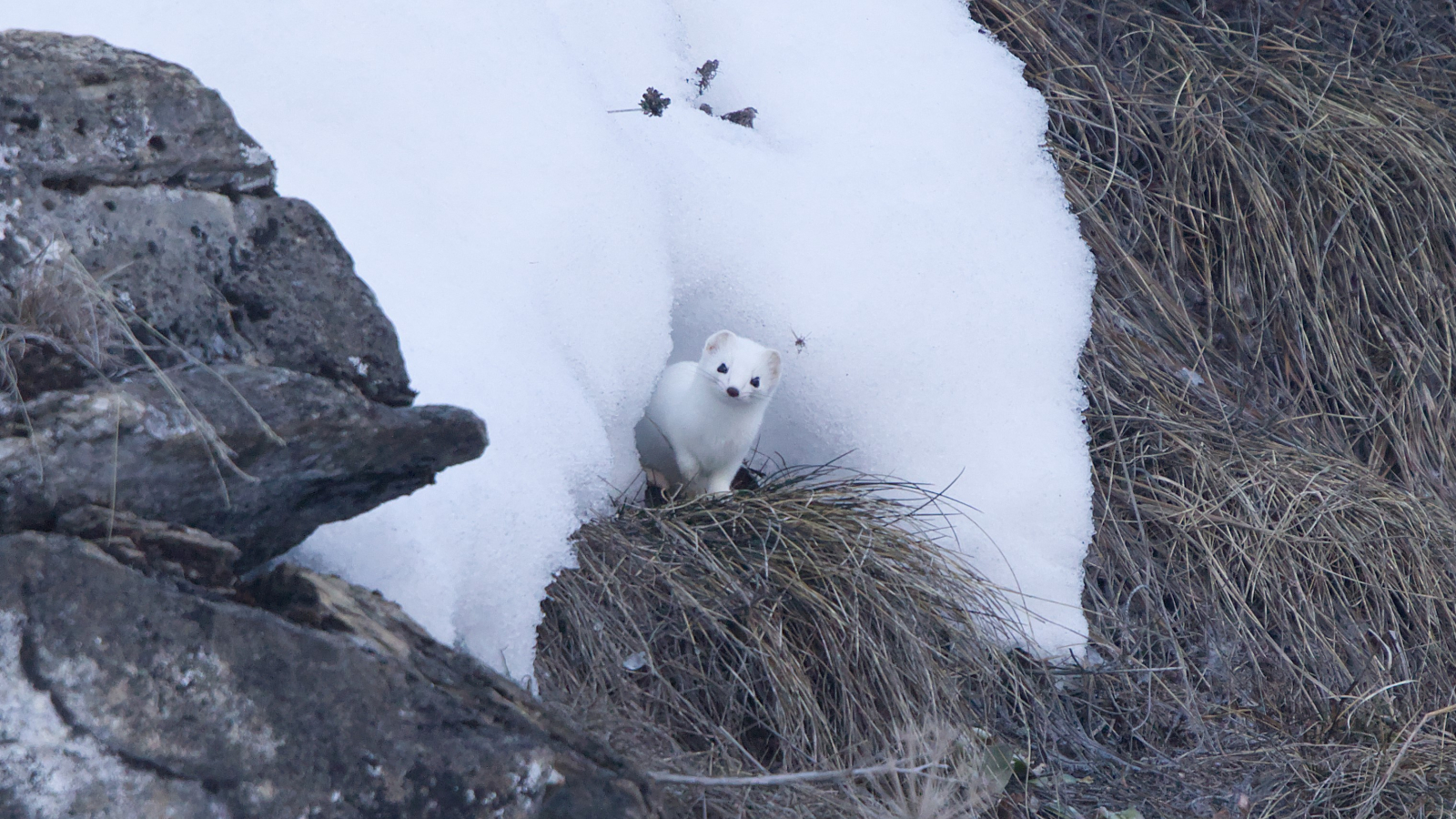 Ermine in winter