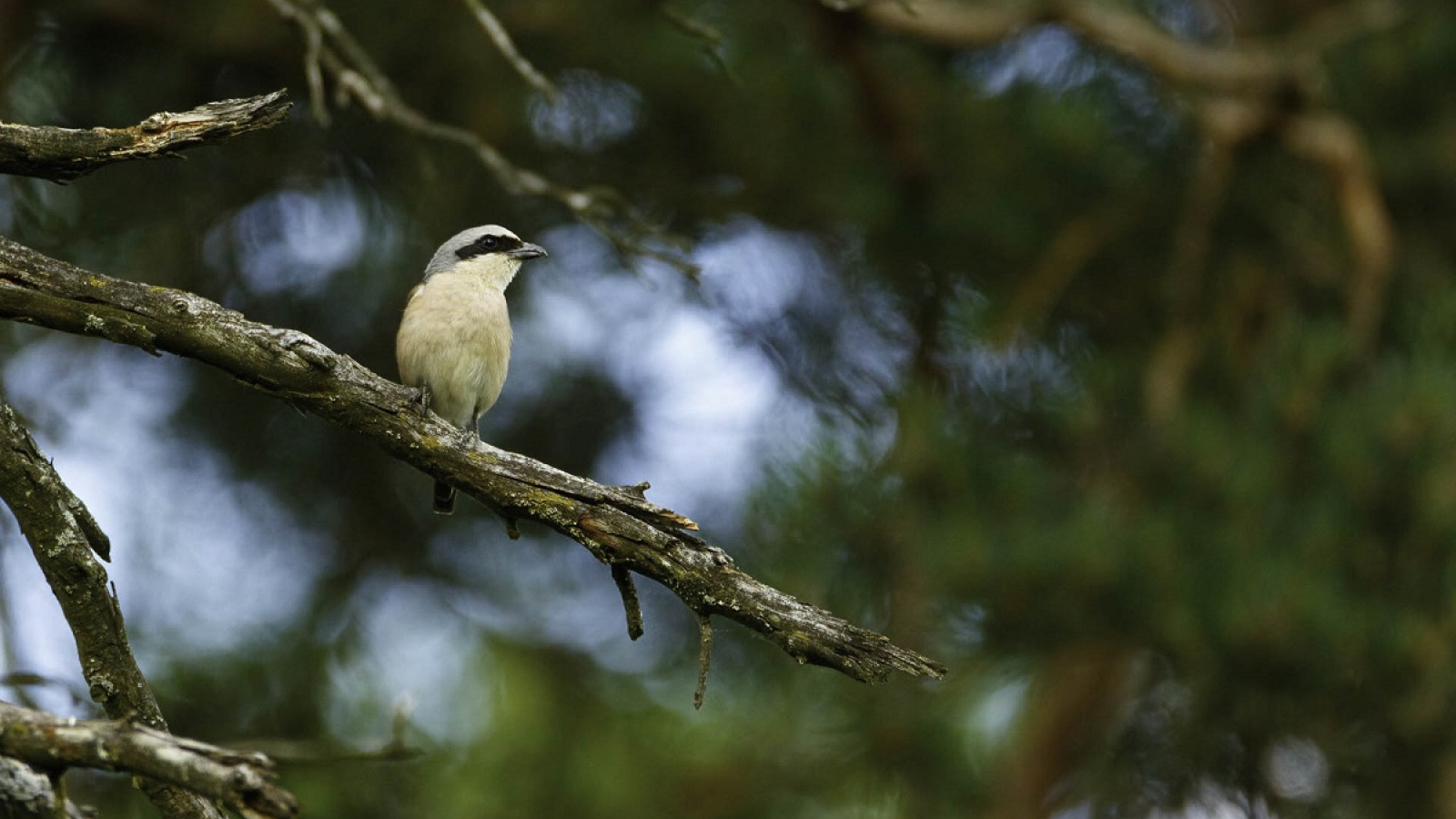 Photo animalière