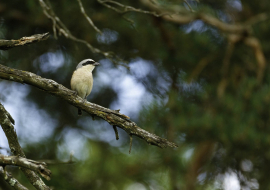 Photo animalière