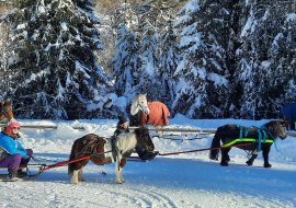 Baptême de poney luge au Ranch Nordique