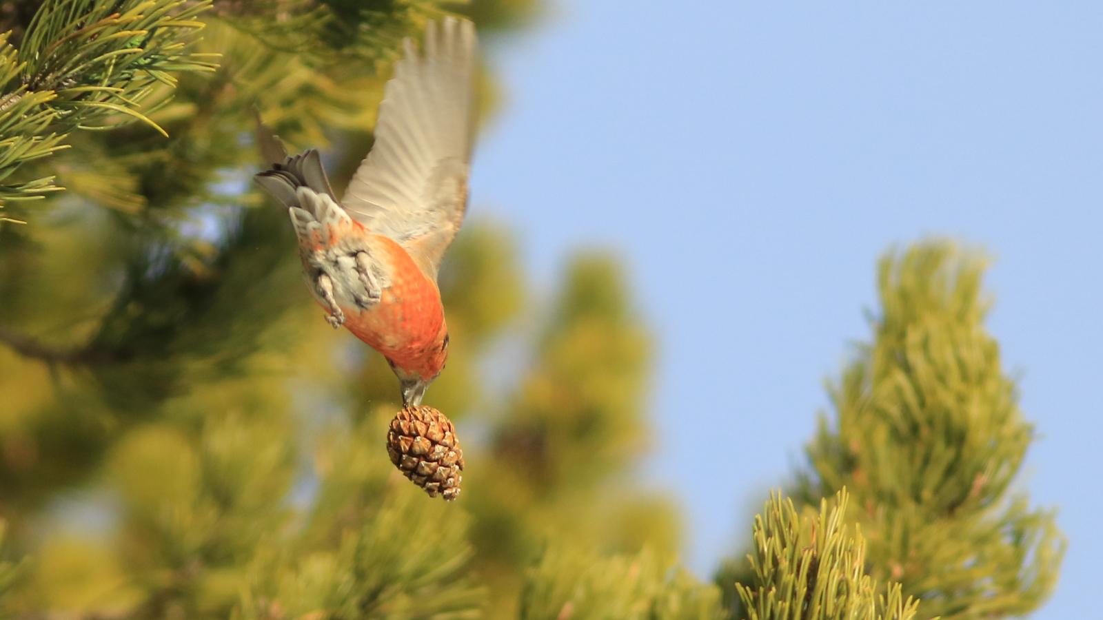 Initiation à la reconnaissance des oiseaux par le chant, le comportement et le plumage