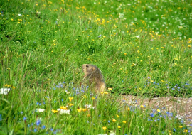 Marmotte en montagne