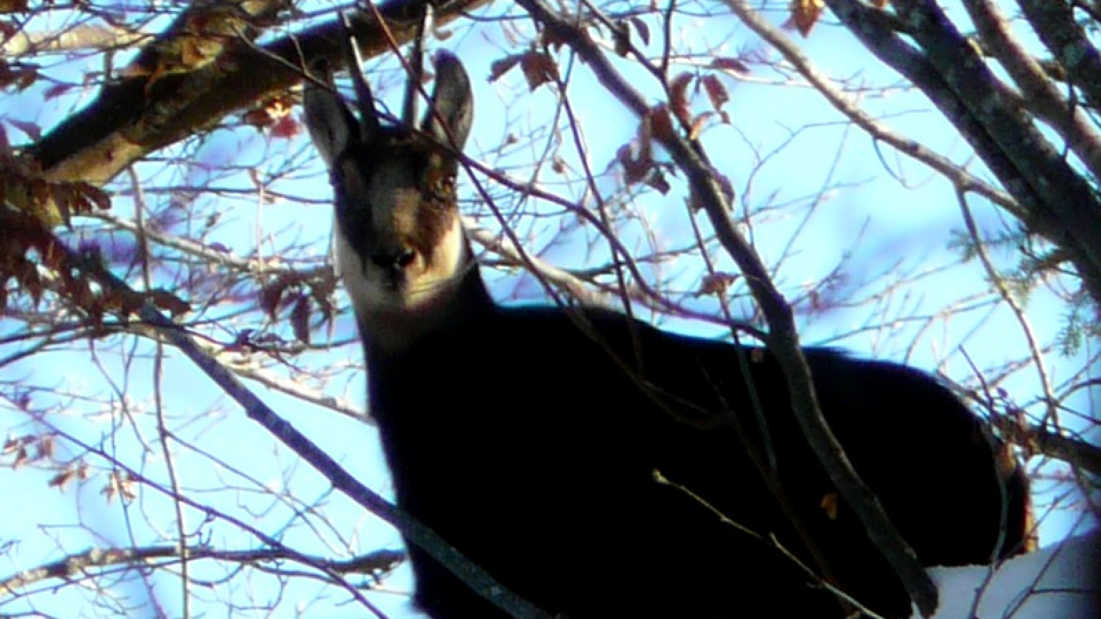 Observation des chamois