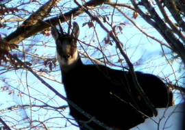 Observation des chamois