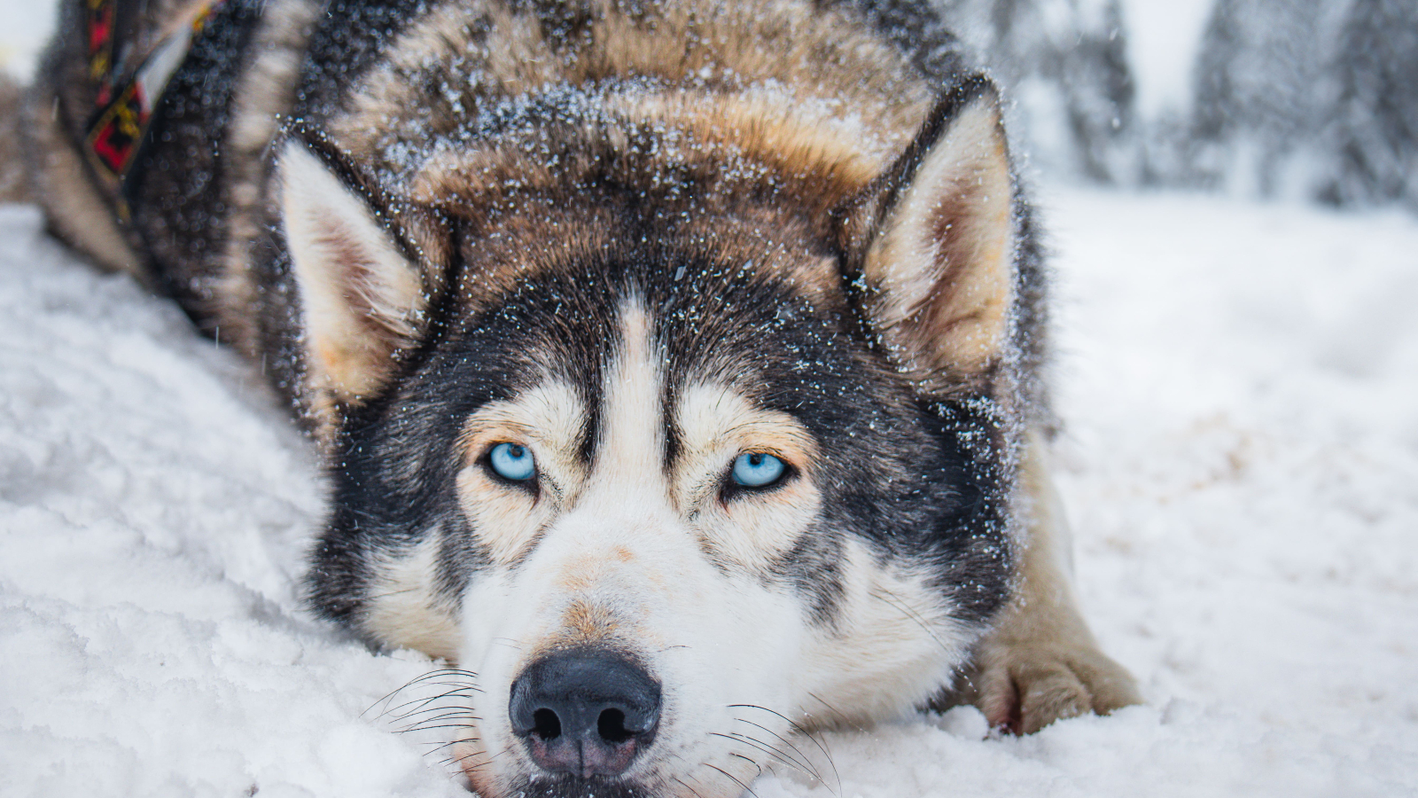 Gros plan sur un husky allongé