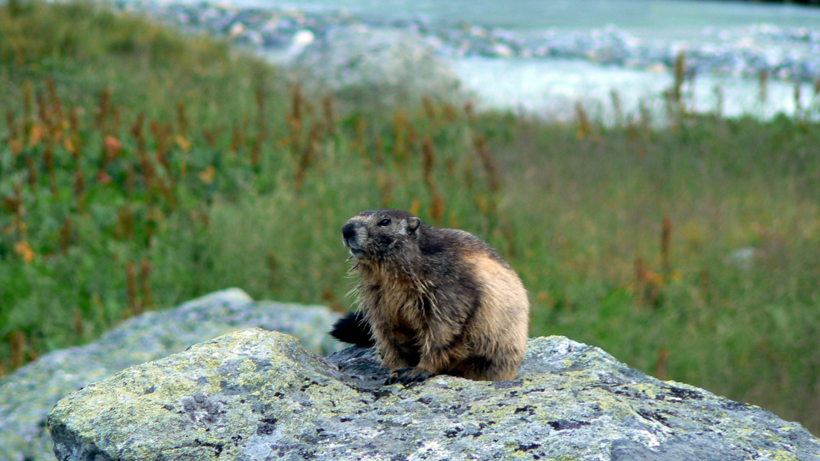 Marmotte