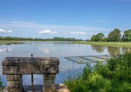 Etang de la Dombes