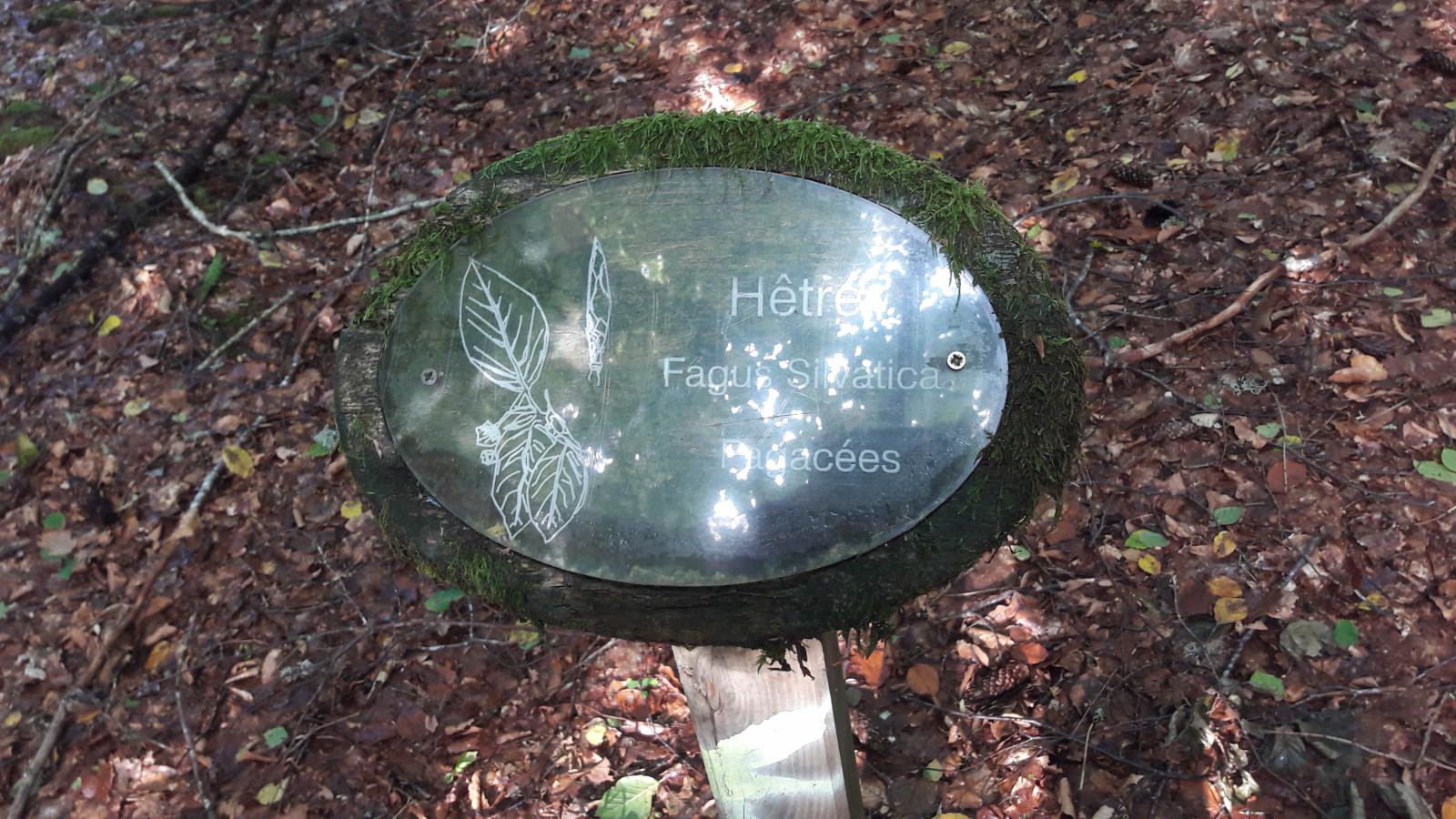 Arboretum Bois de Chabridet