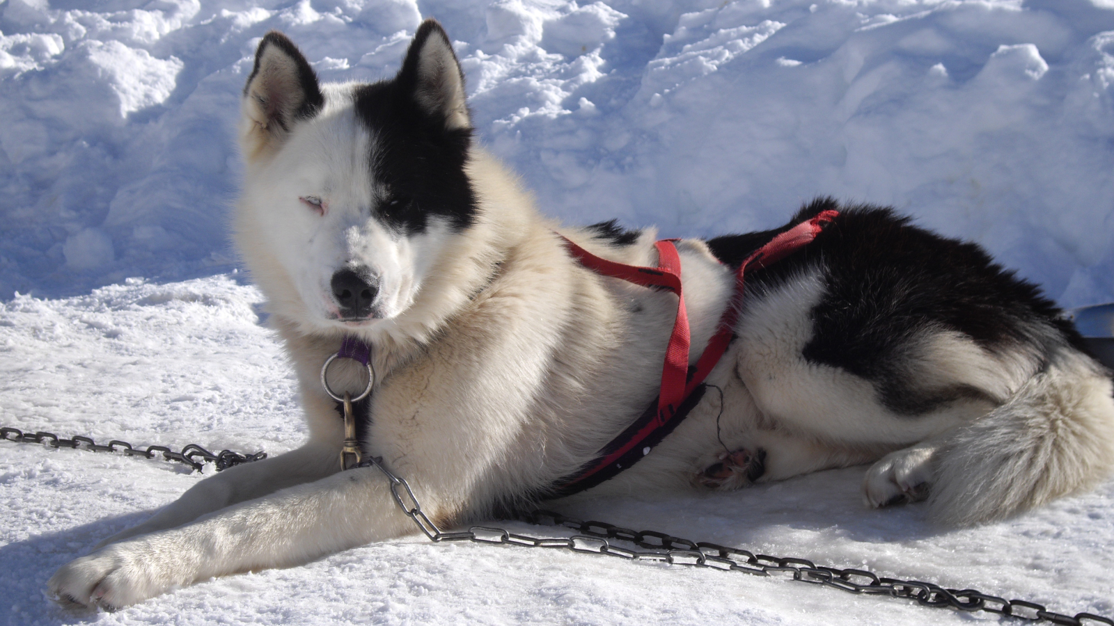 Chiens de traineaux