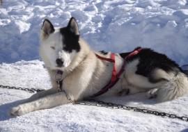 Chiens de traineaux