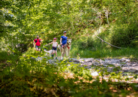 Cani-marche dans la nature