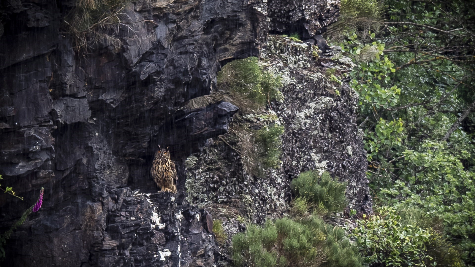 Hibou Grand-Duc - Falaise de l'Ondenon - PNR Pilat