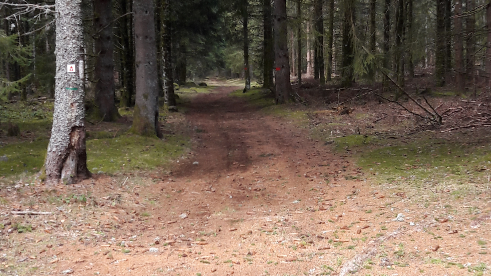 Sentier dans le Bois de Chabridet