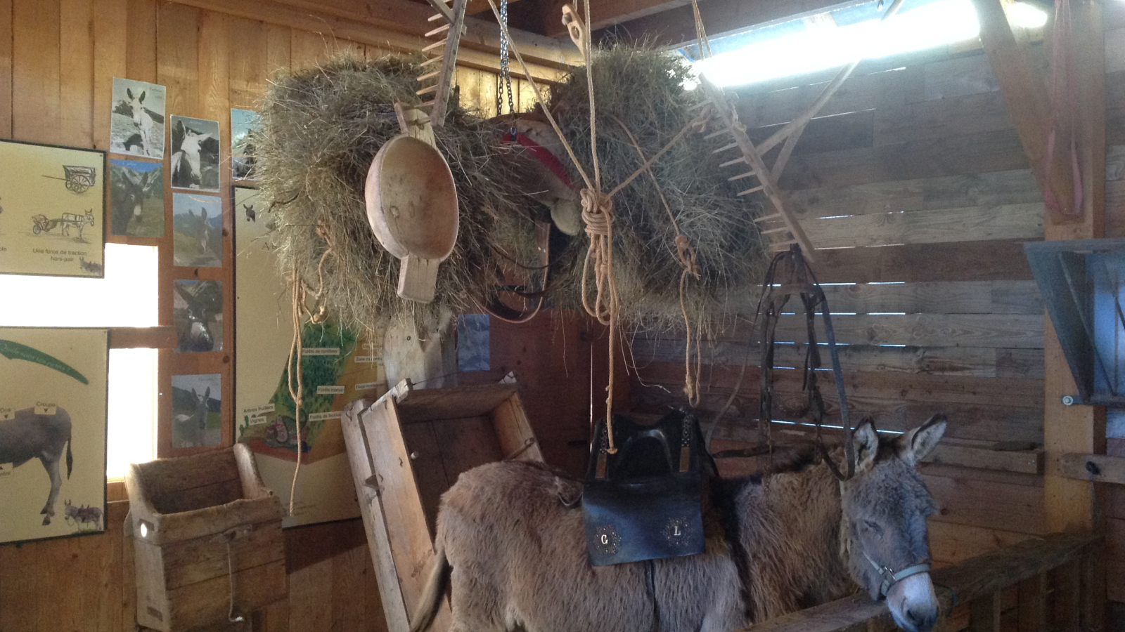 La Ferme des anes en montagne - Saint Sorlin d'Arves - ©Marie Dauphin