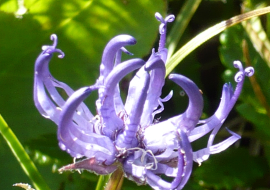 Alps flower