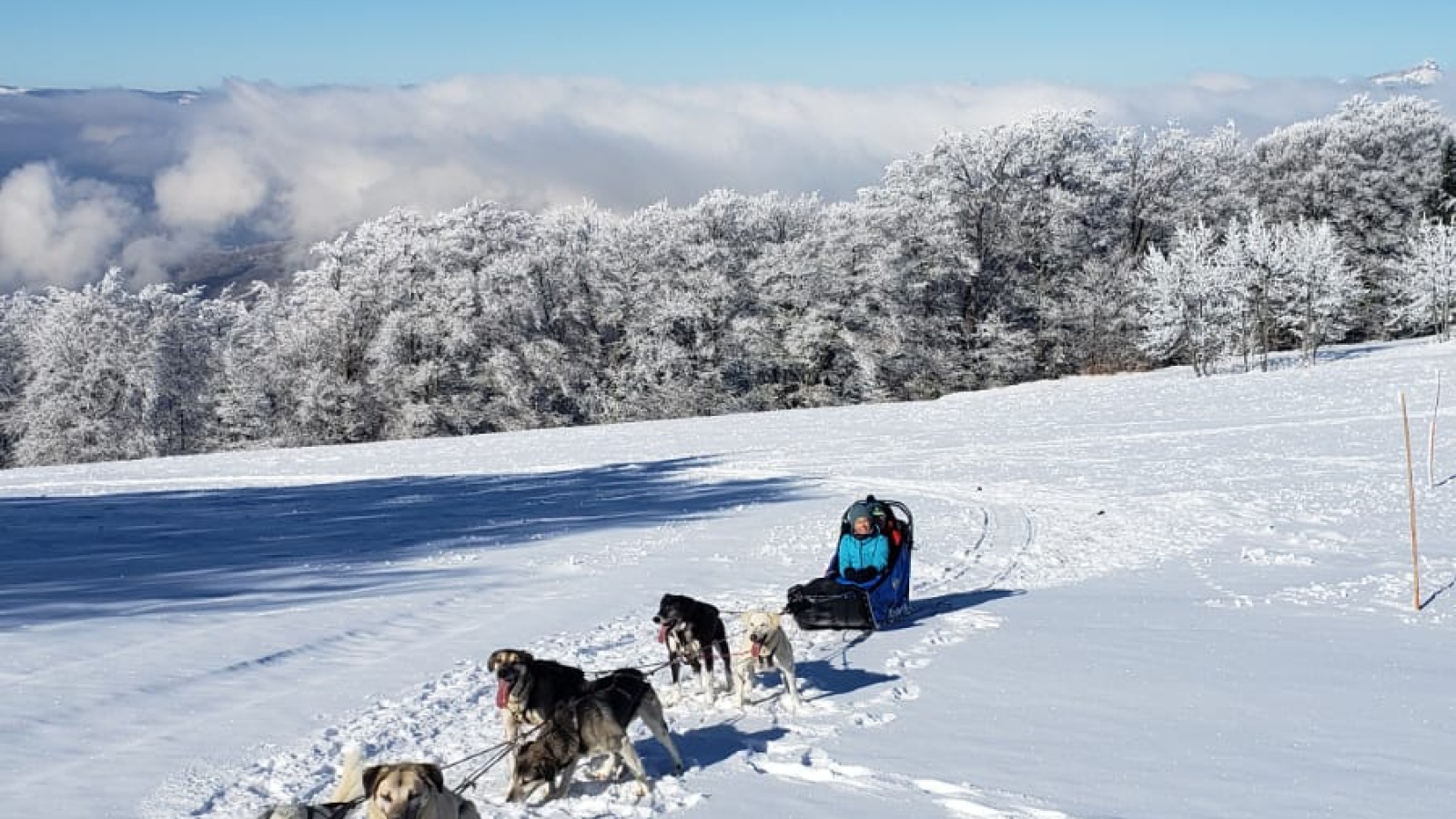 Photo activité chien de traineau