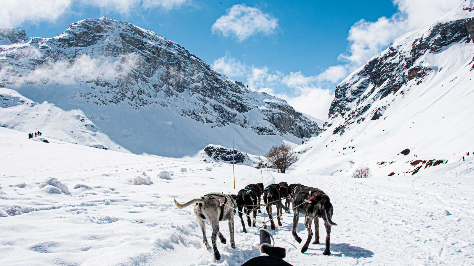 Traineau à chiens - Évolution 2 Val d'Isère