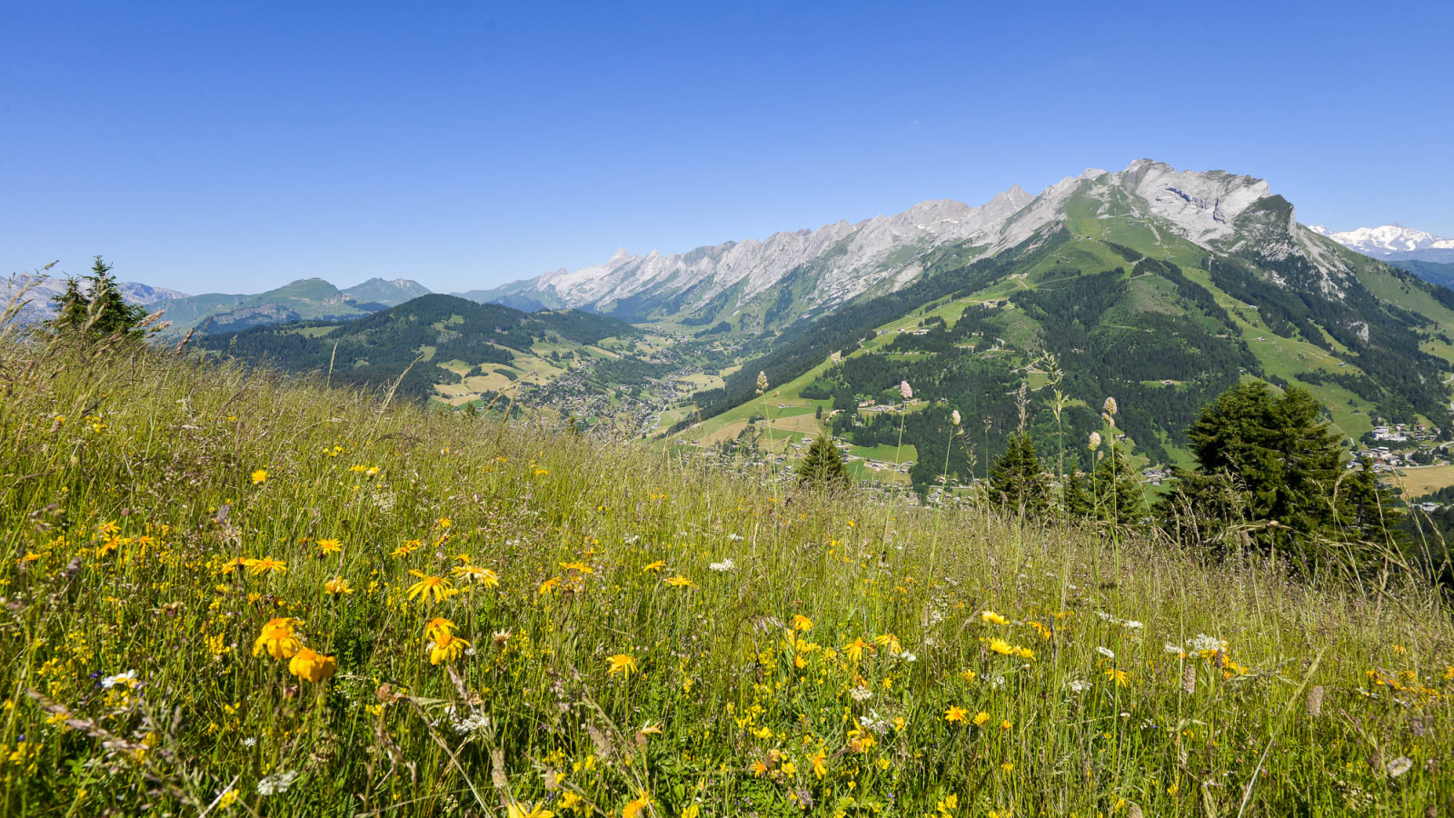 Randonnée découverte plantes sauvages