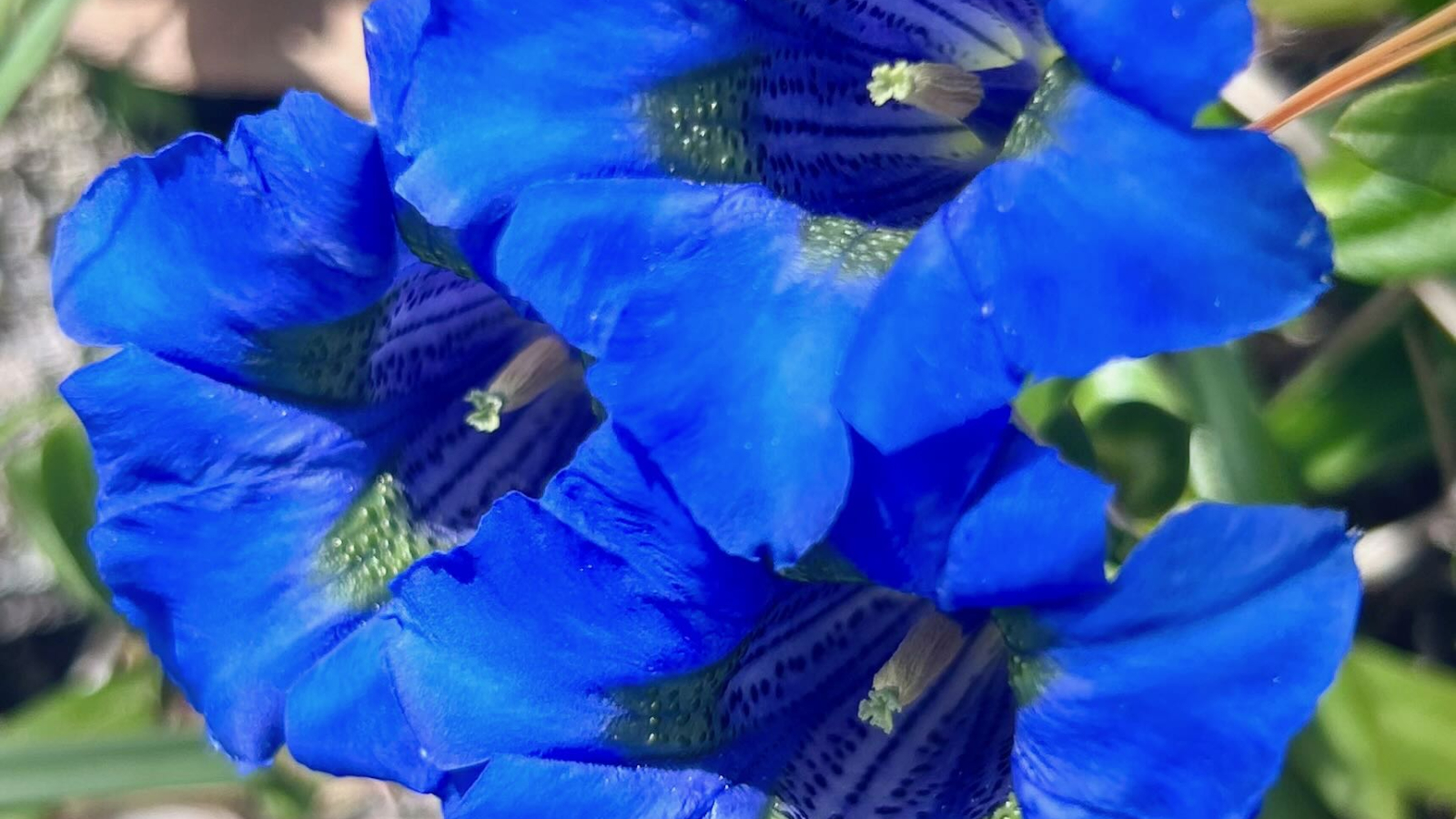 Blue gentians