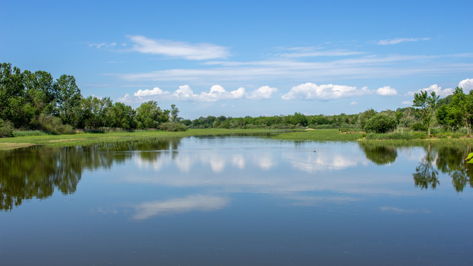 Etang de la Dombes