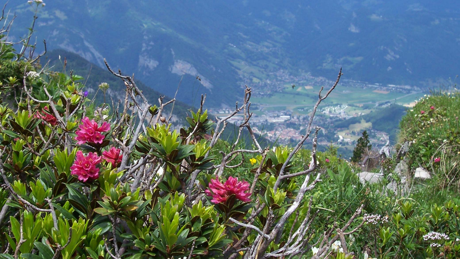 Botanical trail view