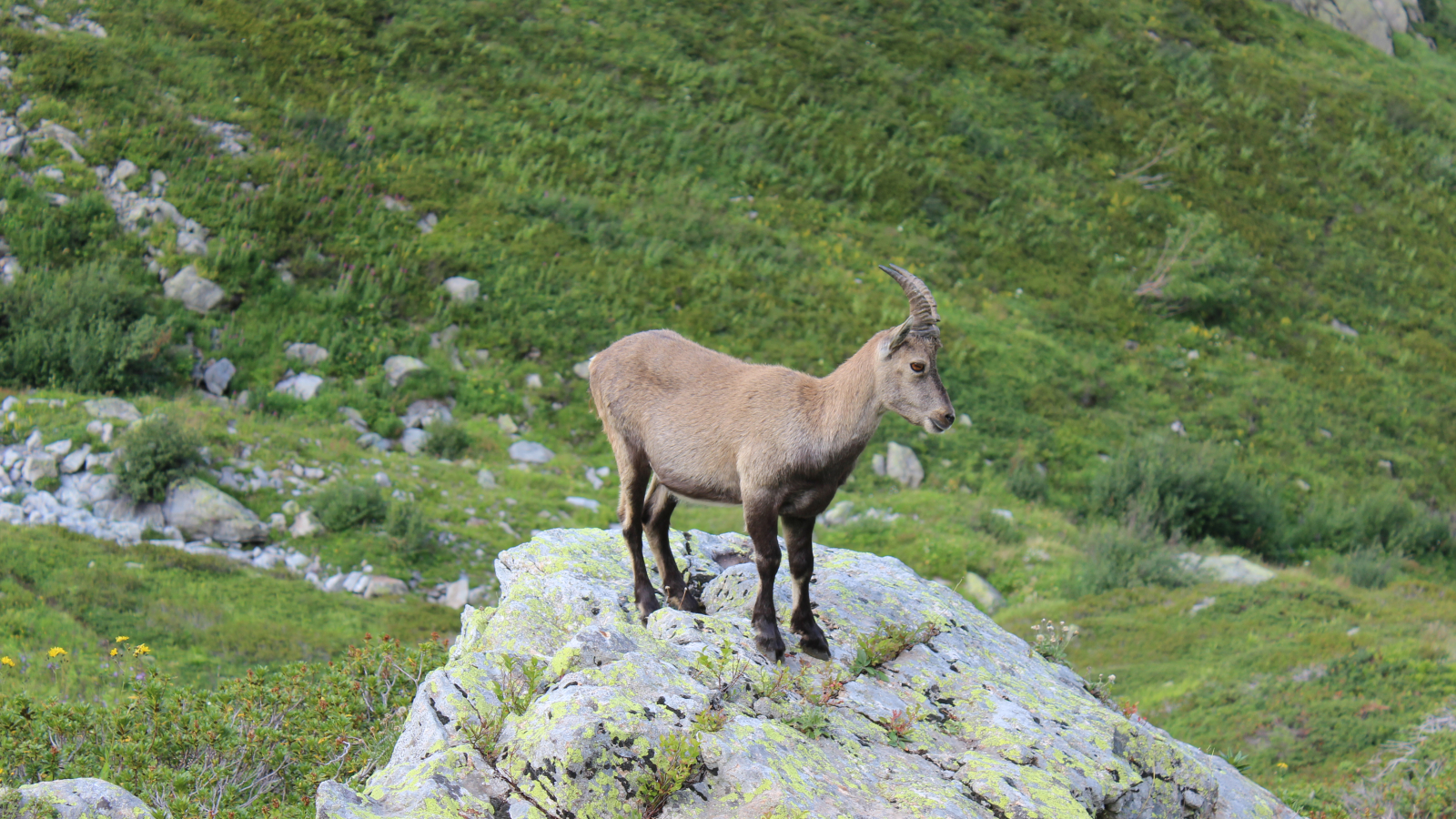 Randonnée Chamois