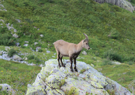 Randonnée Chamois