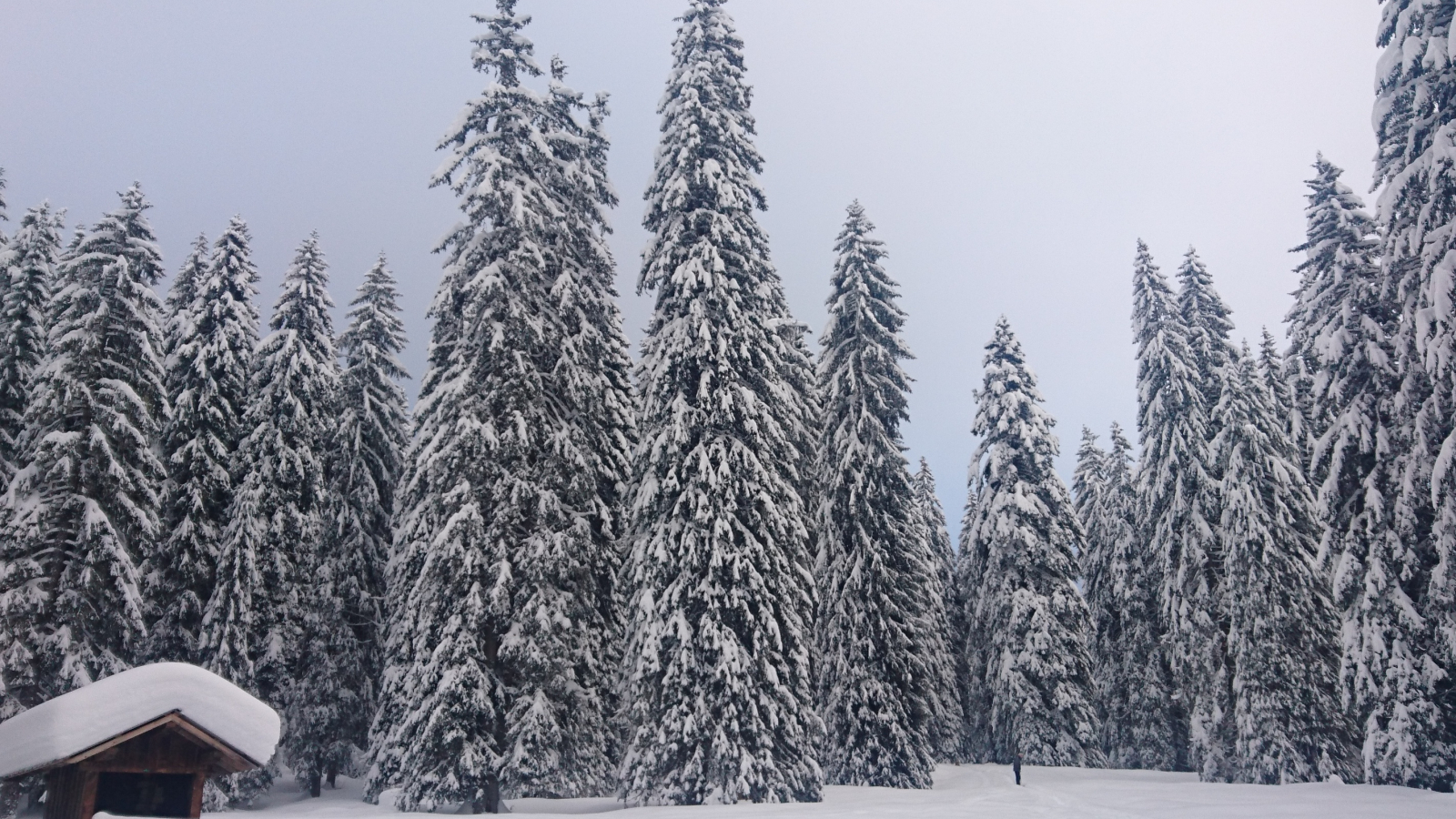 Magical Snow Treks