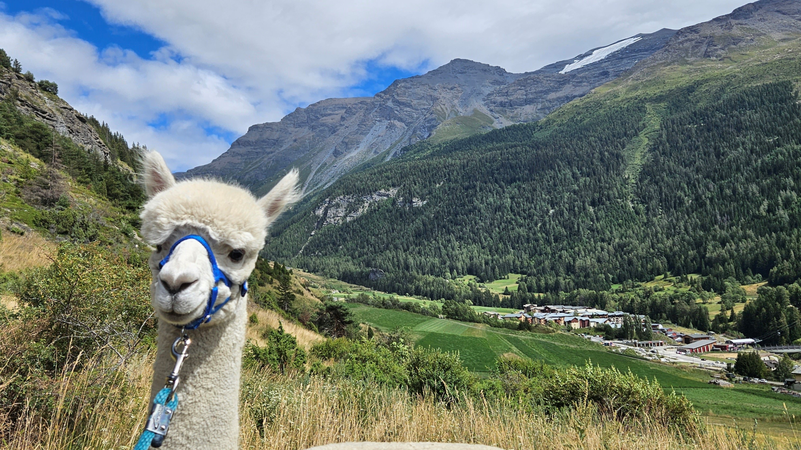 White alpaca