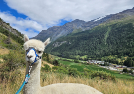 White alpaca