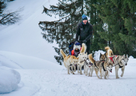 Chiens de traineau à Flaine