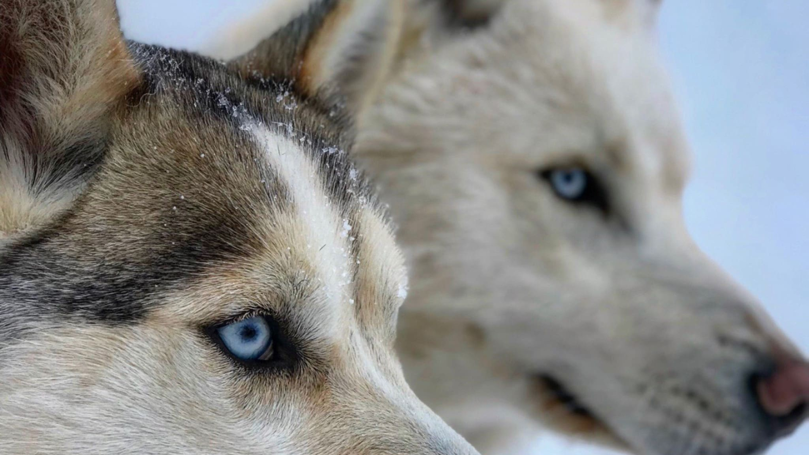 Close-up of two huskies