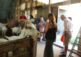 Visite d'une ferme de chèvres du Pilat