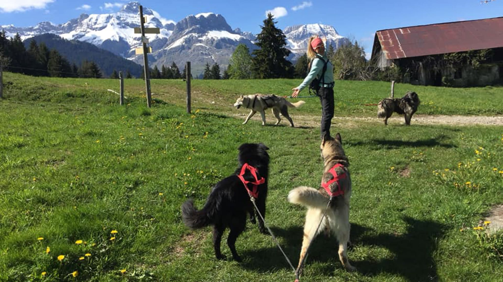 Cani-marche face aux montagnes