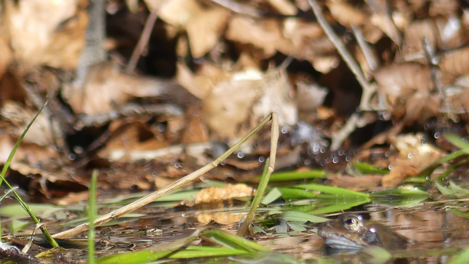 Grenouille ©s.michaud ©o.mathis