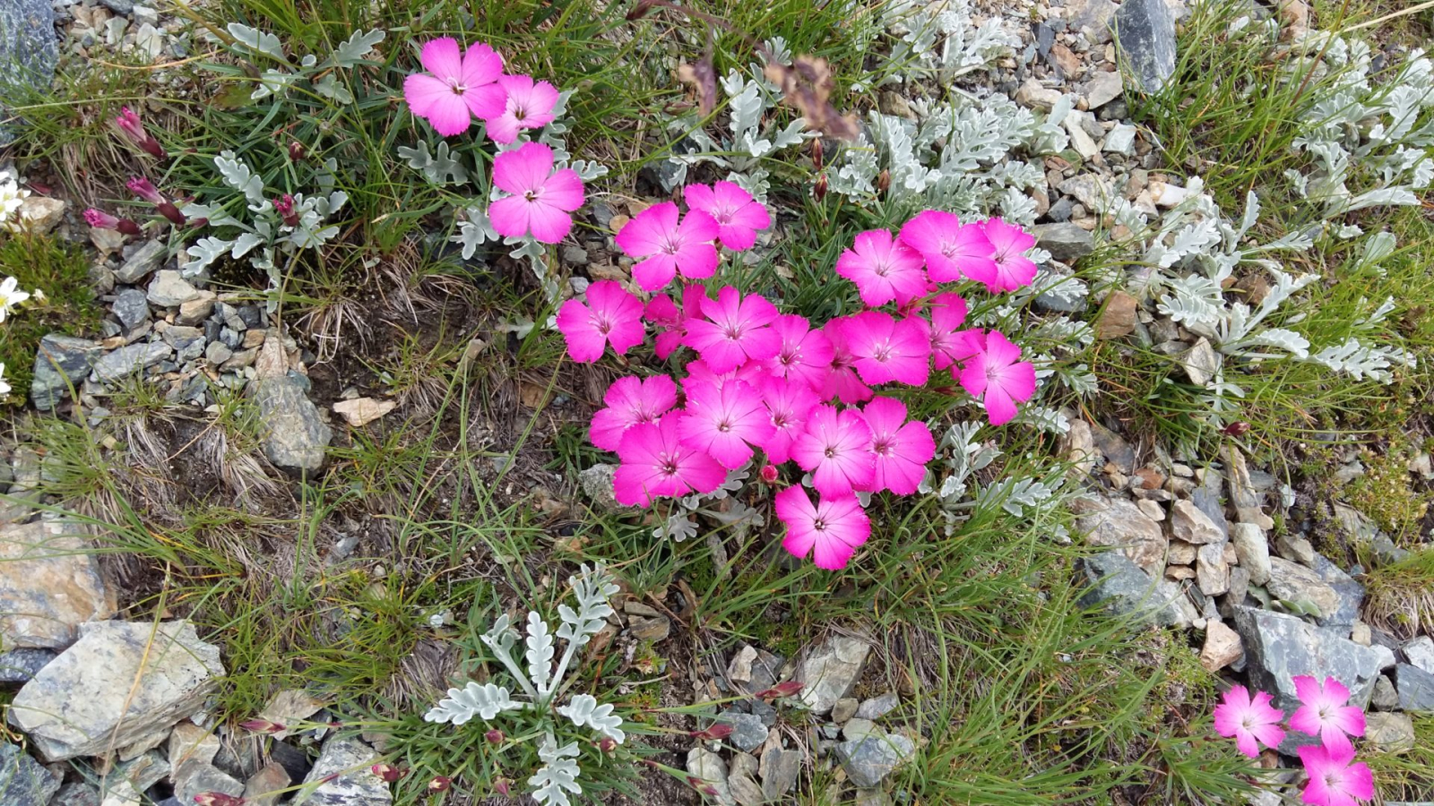 Randonnée découverte plantes sauvages