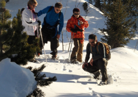 Explication traces animaux