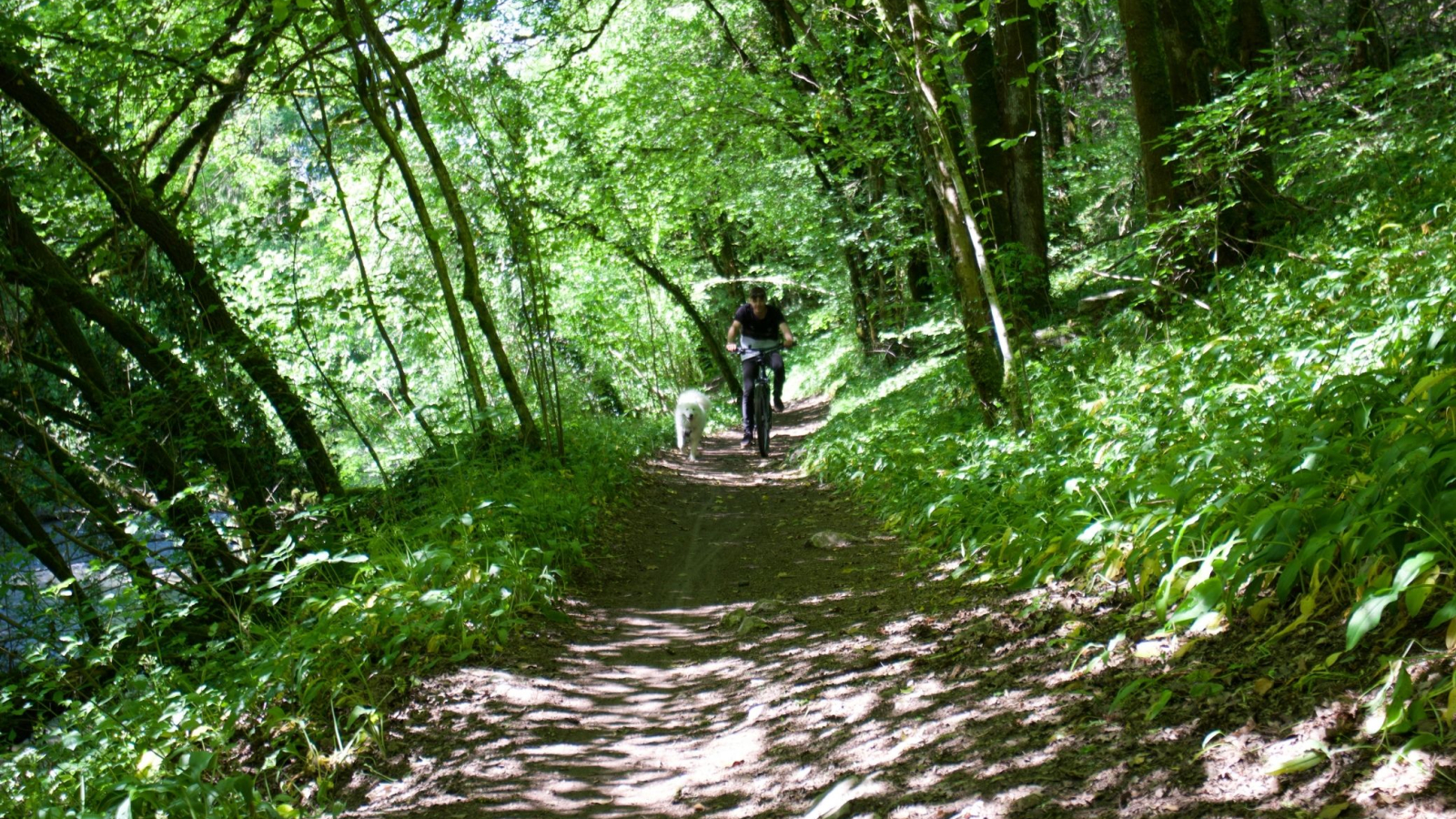 K2 vtt en forêt