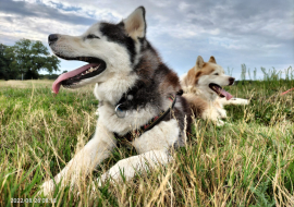 Les chiens de la team Willo en cani rando