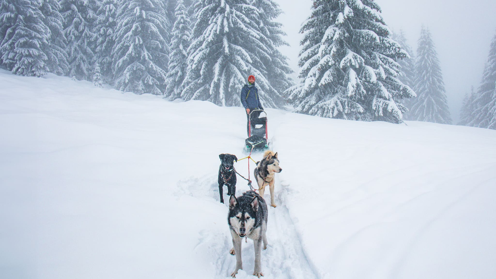 Conduite d'attelage dans la poudreuse