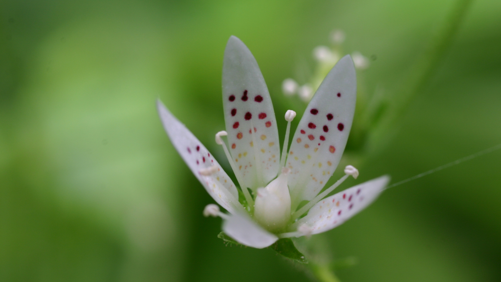 alpinflora